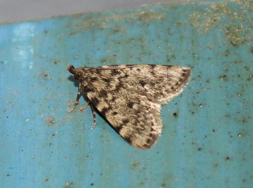 Réf. 209 950 : Aglossa pinguinalis